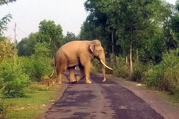 വന്യജീവികളെ കൊണ്ട് പൊറുതി മുട്ടിവയനാട്ടിൽ നാളെ UDF ഹർത്താൽ