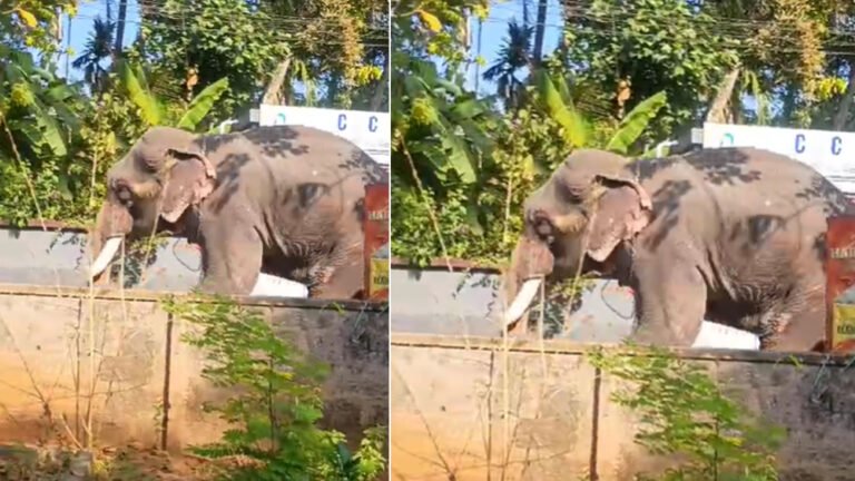 കുളിപ്പിക്കുന്നതിനിടെ വിരണ്ടോടിയ ആനയുടെ കുത്തേറ്റ് ഒരാൾ മരിച്ചുസംഭവം തൃശൂരിൽ
