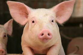 പന്നിയുടെ കരൾ മനുഷ്യശരീരത്തിലേക്ക്  ,ശസ്ത്രക്രിയ വിജയിച്ചു